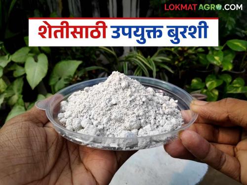 Use this fungi as a powerful remedy for diseases like blight, root rot, and stem rot | मर, मुळकुज व खोडकुज या रोगांवर जालीम उपाय, करा ह्या बुरशीचा वापर
