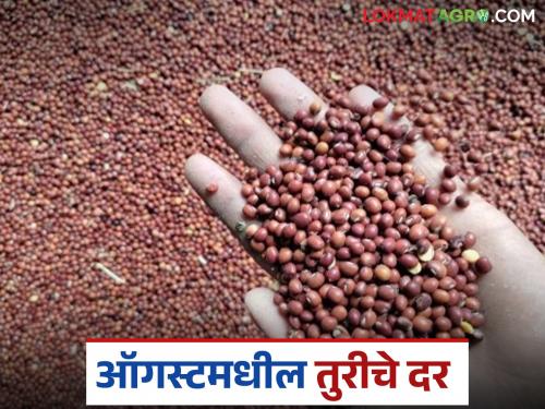 Latest News Tur Market What will be per quintal price of tur in August 2025, read in detail | Tur Market : ऑगस्ट 2025 मध्ये तुरीला प्रति क्विंटल दर काय मिळतील, वाचा सविस्तर 
