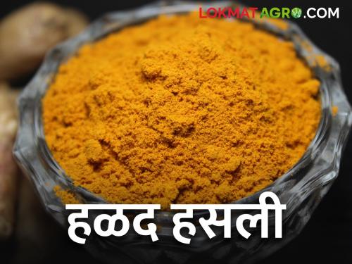 Good day for turmeric.. this year farmers are getting double the market price | हळदीला अच्छे दिन.. यंदा शेतकऱ्यांना मिळतोय दुप्पट बाजारभाव