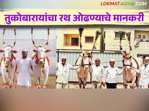 These bullocks were selected from among 26 bullocks to pull Tukobaraya's palanquin chariot | Sant Tukaram Palkhi Sohala तुकोबारायांच्या पालखीचा रथ ओढण्यासाठी २६ बैलजोड्यांतून करण्यात आली या बैलजोड्यांची निवड