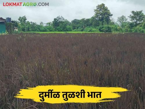 Farmers cultivate this rice to control weeds from the fields | शेतातील तण हटवण्यासाठी शेतकरी करतायत या भाताची लागवड