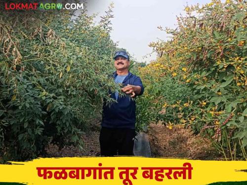 Latest News Tur Intercropping Successful experiment in mango and chicku farming of intercropping tur with drip and mulching paper read in detail  | Tur Intercropping : आंबा व चिकूच्या बागेत बहरली तूर, ड्रीप व मल्चिंगवर यशस्वी प्रयोग, वाचा सविस्तर 