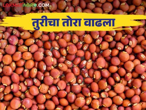 Tur Bajar Bhav : pigeon pea tur got the highest price in solapur market committee Read in detail | Tur Bajar Bhav : सोलापुर बाजार समितीत लाल तुरीला मिळाला सर्वाधिक भाव कसा मिळतोय दर वाचा सविस्तर