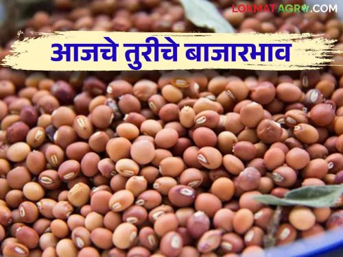 Latest News 11 thaousand market price of Turi in more than '25' market yards of maharashtra | Tur Bajarbhav : राज्यातील 'या' बाजार समित्यांमध्ये तुरीला सर्वाधिक भाव, वाचा आजचे तूर बाजारभाव