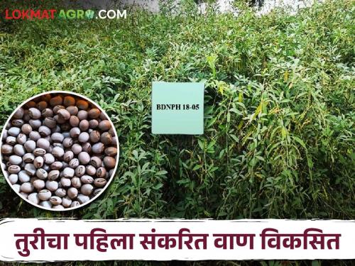 Tur Variety; The first hybrid variety of pigeon pea in Maharashtra developed by Parbhani Agricultural University | Tur Variety महाराष्ट्रातील तुरीचा पहिला संकरित वाण परभणी कृषी विद्यापीठाकडून विकसित