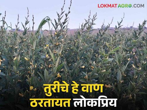 Late sowing of tur pigeon pea crop then select this variety for high yield | तूर पेरायला उशीर झाला मग भरघोस उत्पादनासाठी निवडा हे वाण