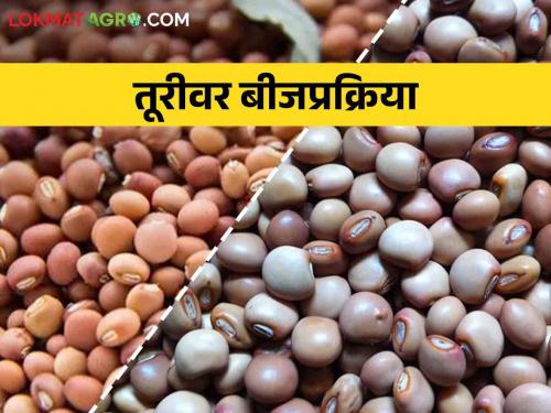 If you don't want to get wilt disease in the tur crop, take these measures before sowing | Tur तूर पिकात मर रोग येऊन द्यायचा नसेल तर पेरणी अगोदर करा ह्या उपाययोजना
