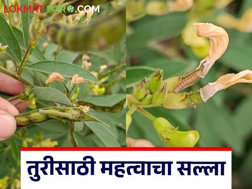 Read advice from Parbhani Krishi Vidyapeeth on possibility of pod borers on pigeon pea during cloudy weather | ढगाळ वातावरणामध्ये तूरीवर शेंगा पोखरणाऱ्या किडी येण्याची शक्यता वाचा परभणी कृषि विद्यापीठाचा सल्ला