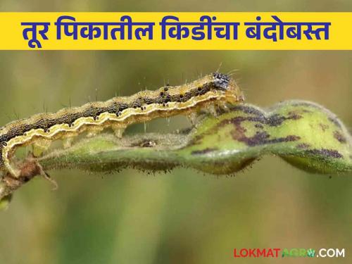 Here are three simple methods for pest control in tur pigeon pea crops | तूर पिकातील किडींच्या नियंत्रणासाठी ह्या आहेत सोप्या तीन पद्धती