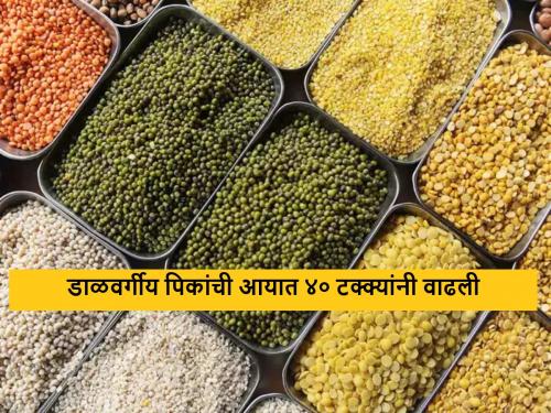 Latest news Imports increased by 40 percent as pulse crops did not get price due to government control | डाळवर्गीय पिकांना सरकारी नियंत्रणामुळे दर मिळेना, आयात 40 टक्क्यांनी वाढली!