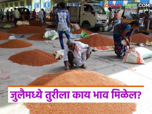 Latest news July Tur Market How get price per quintal of tur for next 20 days of July Read in detail | जुलैच्या पुढील 20 दिवस तुरीला प्रति क्विंटल दर कसे मिळतील? वाचा सविस्तर 