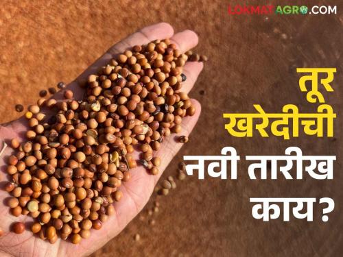 Tur Kharedi: Good news for Tur growers; Read the big decision of the central government in detail | Tur Kharedi: तूर उत्पादकांसाठी आनंदाची बातमी; केंद्र सरकारचा मोठा निर्णय वाचा सविस्तर