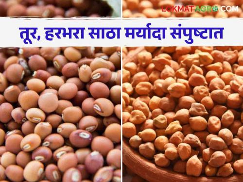 Market Update : Stock limit of tur and gram removed and also Will sugar MSP increase? Read in detail | Market Update : तूर आणि हरभऱ्याची साठा मर्यादा हटवली; साखरेची एमएसपी वाढणार का? वाचा सविस्तर