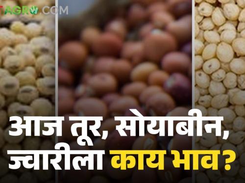 Latest news Know the detailed market price of Soybean, Tur, Sorghum today | Tur, Soyabean Market : सोयाबीन, तूर, ज्वारीला आज काय भाव मिळाला, जाणून घ्या सविस्तर बाजारभाव