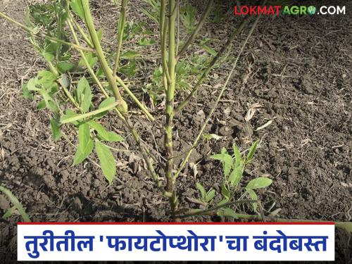 This disease may be causing scars on the stem of pigeon pea crop; How to control it | तुरीच्या खोडावर चट्टे पडतायत असू शकतोय 'हा' रोग; कसे कराल नियंत्रण? वाचा सविस्तर