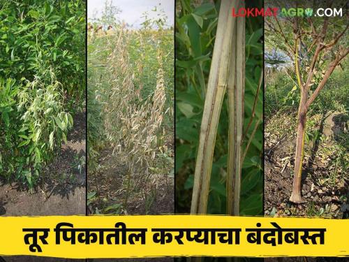 Tur Karpa : How to manage stem blight disease in tur pigeon pea crop | Tur Karpa : तूर पिकातील खोडावरील करपा रोगाचे कसे कराल व्यवस्थापन