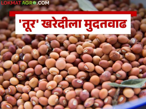 Tur Kharedi : 30 days extension for tur procurement online registration with minimum support price | Tur Kharedi : हमीभावाने तूर खरेदी ऑनलाईन नोंदणीसाठी ३० दिवसांची मुदतवाढ