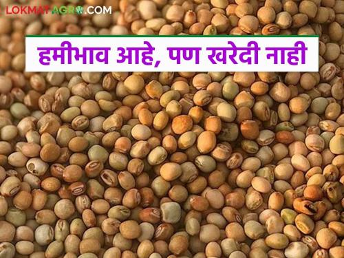 latest news Tur Kharedi: Farmers turn not to the Guaranteed Price Center! Only 'this much' quintals of tur are purchased Read in detail | Tur Kharedi : हमीभाव केंद्राकडे शेतकऱ्यांची पाठ! केवळ 'इतके'च क्विंटल तूर खरेदी वाचा सविस्तर