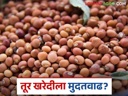 Tur Kharedi : NAFED and NCCF likely to get extension for Tur pigeon pea procurement | Tur Kharedi : नाफेड व एनसीसीएफला तूर खरेदीसाठी मुदतवाढ मिळण्याची शक्यता