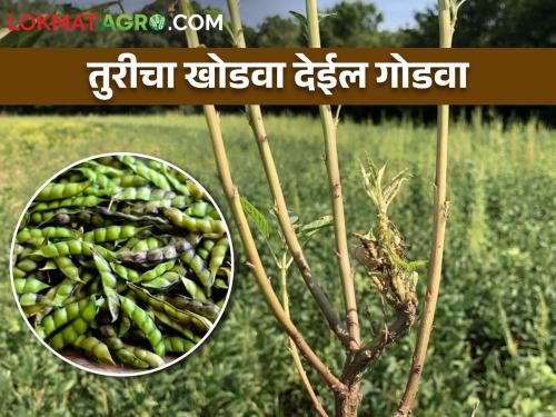 Keep the pigeon pea tur ratoon crop, increase additional the income | ठेवा तुरीचा खोडवा, वाढवा प्रपंचात गोडवा