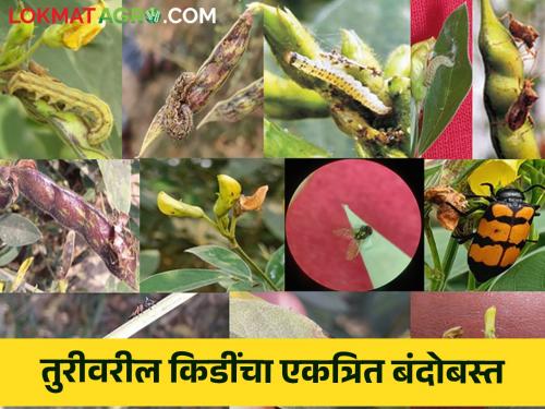 Solutions for integrated pest management in tur pigeon pea crop | तूर पिकातील किडींचे एकात्मिक व्यवस्थापन करण्यासाठी उपाय