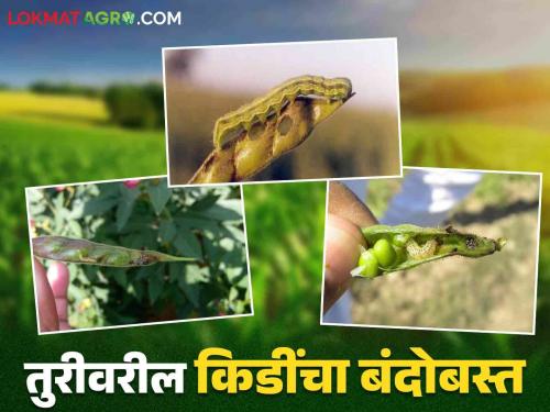 How to manage pod borers in pigeon pea on tur crop Read more in details | तूरीवरील शेंगा पोखरणाऱ्या अळ्यांचे कसे कराल व्यवस्थापन वाचा सविस्तर