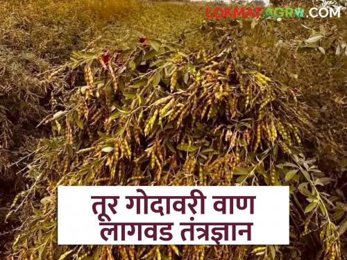 Latest News Understand cultivation technology of Godavari variety for tur farming | Godawari Tur : यंदाही गोदावरी तुरीचे भरघोस उत्पादन घ्यायचंय, 'या' गोष्टी समजून घ्या!