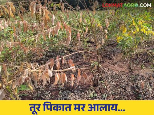 Tur Mar Rog Upay : Take such measures for the management of wilt disease in tur crop | Tur Mar Rog Upay : तूर पिकातील मर रोगाच्या व्यवस्थापनासाठी अशा करा उपाययोजना