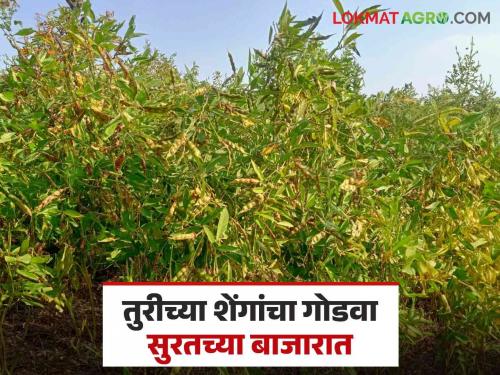 Market yard: In the market outside of Vasadi; Pulses got these rate | Market yard : वासडीच्या तूरी निघाल्या परराज्यातील बाजारात ; शेंगांना मिळाला 'हा' दर
