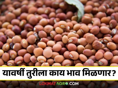 Latest News Tur Market How will the prices of Tur be in December to January 2025 Know in detail  | Tur Market 2025 : यावर्षी तुरीचे भाव कसे राहतील? किती उत्पादन राहील? जाणून घ्या सविस्तर 