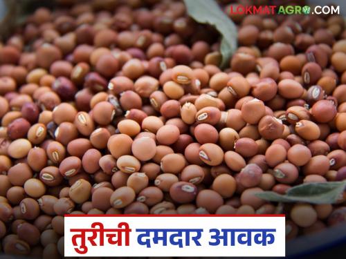 latest news Tur Bajarbhav: Strong arrival of tur in 'this' market; Will prices increase or decrease? Read in detail | Tur Bajarbhav : 'या' बाजारात तुरीची दमदार आवक; दर वाढतील की घसतील? वाचा सविस्तर