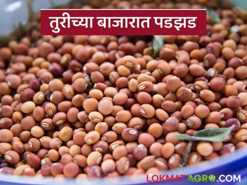 latest news Tur Market Update: Tur market collapses; Know the reason in detail | Tur Market Update : तुरीच्या बाजारात पडझड; जाणून घ्या काय आहे कारण सविस्तर