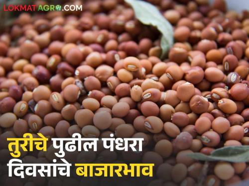 latest news How will prices of tur be in June 2025 compared to last year Read in detail | Tur Market : जूनचे पुढील पंधरा दिवस तुरीचे भाव कसे राहतील? वाचा सविस्तर 