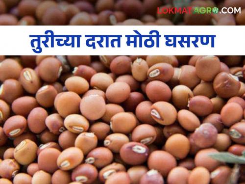 Tur Market Rate As soon as farmers take pigeon pea to the market for sale, the price falls | Tur Market Rate शेतकरी बाजारात तूर विक्रीला घेऊन जाताच दरात घसरण