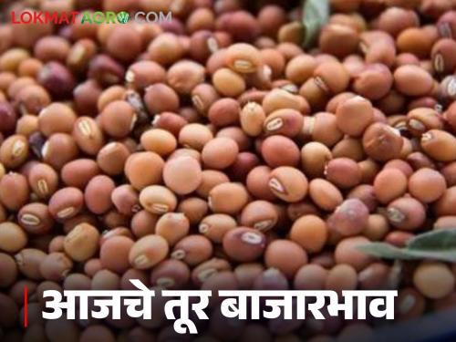 latest news Tur bajar bhav: Tur arrivals surge; but prices only slightly improved Read in detail | Tur bajar bhav : तुरीची आवक उसळली; मात्र दरात सौम्यच सुधारणा वाचा सविस्तर
