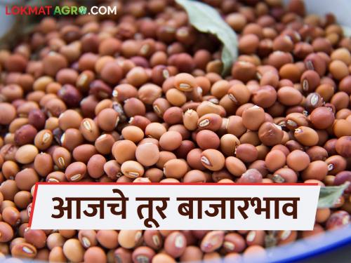 latest news Tur bajar bhav: Big drop in arrival of Tur; Highest price received in 'Ya' bazaar Read in detail | Tur bajar bhav : तुरीच्या आवकेत मोठी घट; 'या' बाजरात मिळाला उच्चांकी दर वाचा सविस्तर