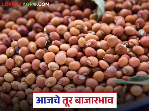 latest news Tur bajar bhav: Huge arrival of Tur in the state; Know the market price in detail | Tur bajar bhav : राज्यात तुरीची मोठी आवक; जाणून घ्या बाजारभाव सविस्तर