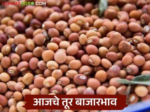 latest news Tur Bajar Bhav: Tur market prices stable; Which variety has higher price? Read in detail | Tur Bajar Bhav : तूर बाजारात दर स्थिर; कोणत्या जातीला जास्त भाव? वाचा सविस्तर