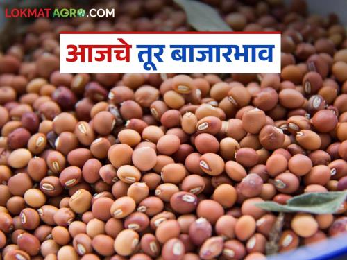 latest news Tur bajar bhav: Fluctuations in the arrival of tur! In which market the price is highest today? Read in detail | Tur bajar bhav : तुरीच्या आवकेत चढ-उतार! आज कोणत्या बाजारात सर्वाधिक भाव? वाचा सविस्तर