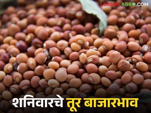 latest news Tur bajar bhav: Tur market prices stable; Gangapur and Hinganghat are at the forefront Read in detail | Tur bajar bhav : तुरीचे बाजारभाव स्थिर; गंगापूर आणि हिंगणघाट ठरले आघाडीवर वाचा सविस्तर