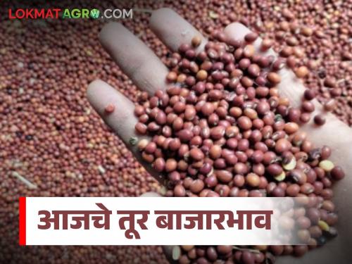 latest news Tur Bajar Bhav : Strong demand for red tur; White tur reaches 'so many' thousands in Jalna Read in detail | Tur Bajar Bhav : लाल तुरीला जोरदार मागणी; जालन्यात पांढरी तूर पोहोचली 'इतक्या' हजारांवर वाचा सविस्तर