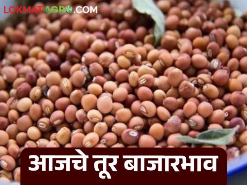 latest news Tur bajar bhav: Big drop in arrival of tur; Price remains stable Read in detail | Tur bajar bhav : तुरीच्या आवकेत मोठी घसरण; दर स्थिरच वाचा सविस्तर
