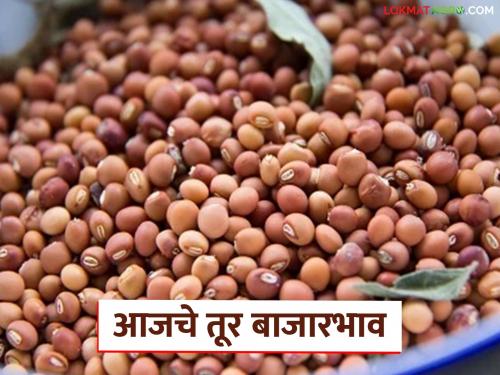 latest news Tur bajar bhav: Tur market is getting soft; Know the details of how the price was achieved | Tur Bajar Bhav : तूर बाजारात नरमाई; कसा मिळाला दर जाणून घ्या सविस्तर