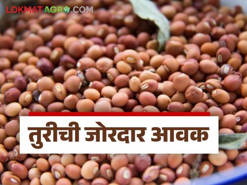 latest news Tur bajar bhav: Tur got the highest price in Latur, Akola and Amravati markets. Read in detail | Tur bajar bhav: लातूर, अकोला आणि अमरावती बाजारात तुरीला मिळाला उच्चांकी दर वाचा सविस्तर