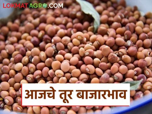 latest news Tur bajar bhav: Tur got the highest price in Nagpur market; Read today's tur market price in detail | Tur bajar bhav: तुरीला नागपूर बाजारात मिळाला उच्चांकी दर; वाचा आजचे तूर बाजारभाव सविस्तर