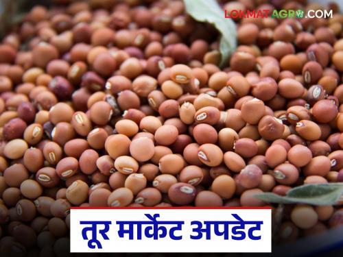 latest news Tur bajar bhav: Tur market price: Low arrivals, but good prices in Gangapur and Karjat Read in detail | Tur bajar bhav : तूर बाजारभाव : आवक कमी, पण गंगापूर व कर्जतला चांगला दर वाचा सविस्तर