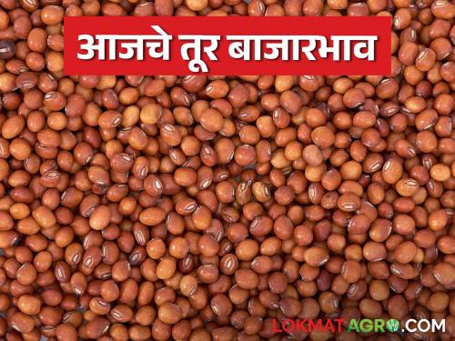 latest news Tur Bajar Bhav : Decrease in arrival of tur; Read in detail how the price is being obtained | Tur Bajar Bhav : तुरीच्या आवकेत घट; कसा मिळतोय दर ते वाचा सविस्तर