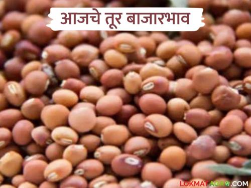 latest news Tur Bajar Bhav: The highest price of tur in Hinganghat; Read in detail what is the price in Ahamahpur | Tur Bajar Bhav : हिंगणघाटात तुरीला सर्वाधिक भाव; अहमहपूरात काय भाव वाचा सविस्तर