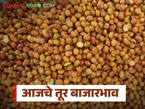 latest news Tur Bajar Bhav: Red Tur is the most preferred; Read in detail how it got its price in the market | Tur Bajar Bhav : लाल तुरीला सर्वाधिक पसंती; बाजारात कसा मिळाला दर वाचा सविस्तर