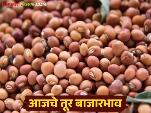 latest news Tur Bajar Bhav : Increase in arrival of Tur; In which market Tur has the highest price? Read in detail | Tur Bajar Bhav : तुरीच्या आवकेत वाढ; कोणत्या बाजारात तुरीला सर्वाधिक भाव? वाचा सविस्तर